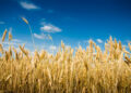 Schroders: $30trn needed to tackle threat to food security and sustainability