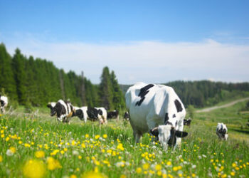 $1.25trn investor group gets teeth into meat producers
