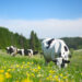 $1.25trn investor group gets teeth into meat producers