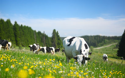 $1.25trn investor group gets teeth into meat producers