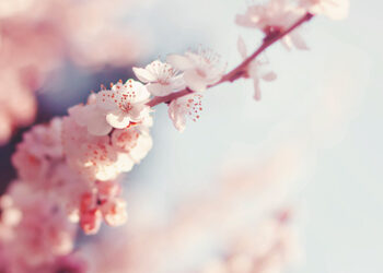 Cherry_blossom