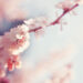 Cherry_blossom