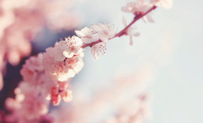 Cherry_blossom
