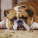 Dog funds