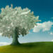 Money_tree