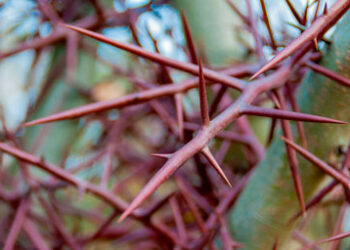 Thorns