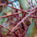Thorns