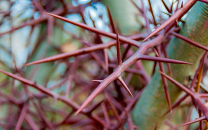 Thorns