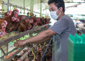 Asian_chickens