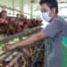 Asian_chickens