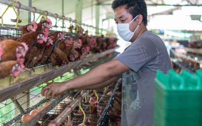 Asian_chickens
