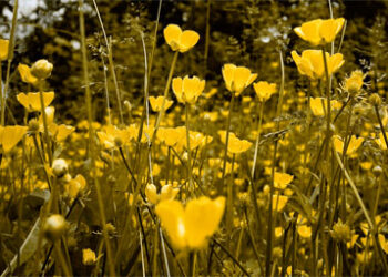 Meadow_flowers
