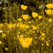 Meadow_flowers