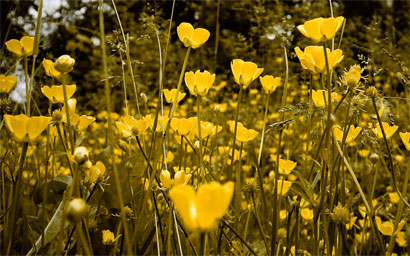 Meadow_flowers