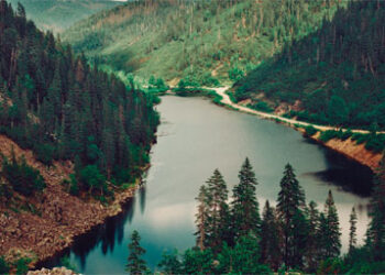 Russian_forest