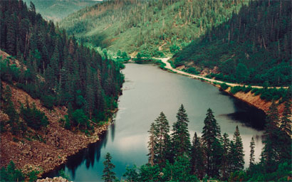 Russian_forest