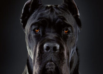 Guard dog