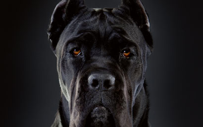 Guard dog