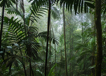 Rain_forest