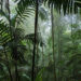 Rain_forest