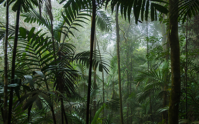 Rain_forest