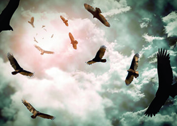 Eagles