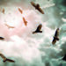 Eagles