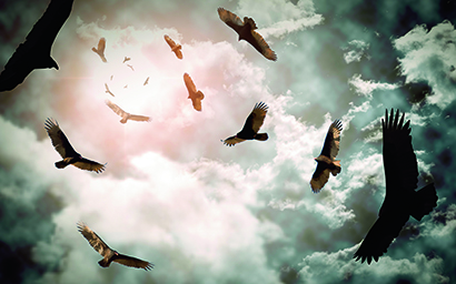 Eagles