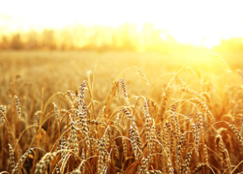 Wheat_filed_high_yield