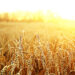 Wheat_filed_high_yield