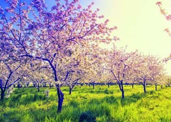 Apple_orchard