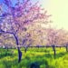 Apple_orchard