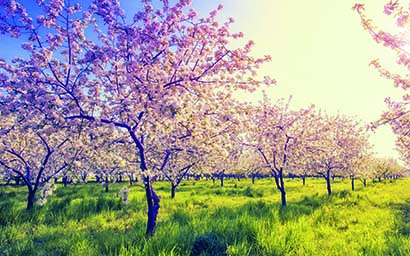 Apple_orchard