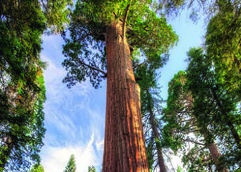 Sequoia_tree
