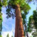 Sequoia_tree