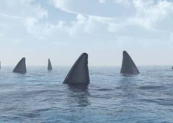 Shark_fins