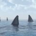 Shark_fins