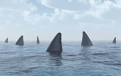 Shark_fins