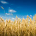 Wheat_field