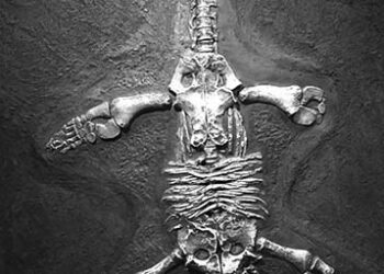 Fossil