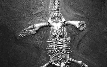 Fossil