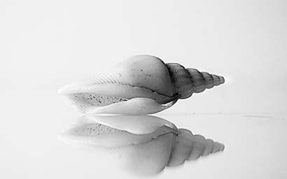 Shell