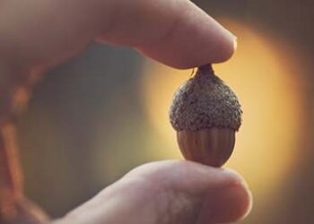 Acorn