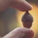 Acorn