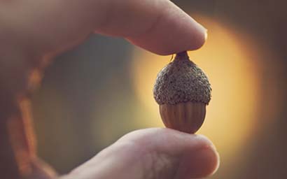 Acorn