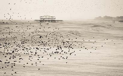 Birds