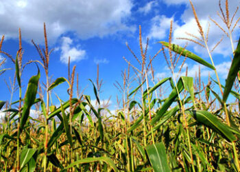 Corn_field