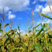 Corn_field