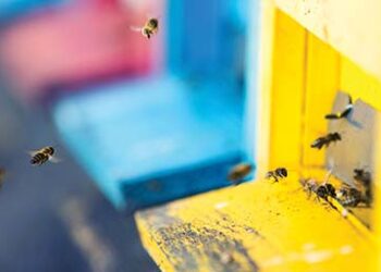 Bee_hive