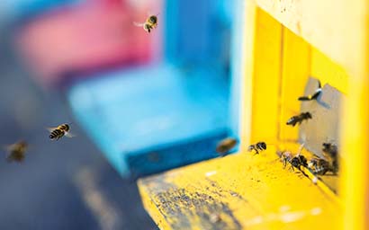 Bee_hive